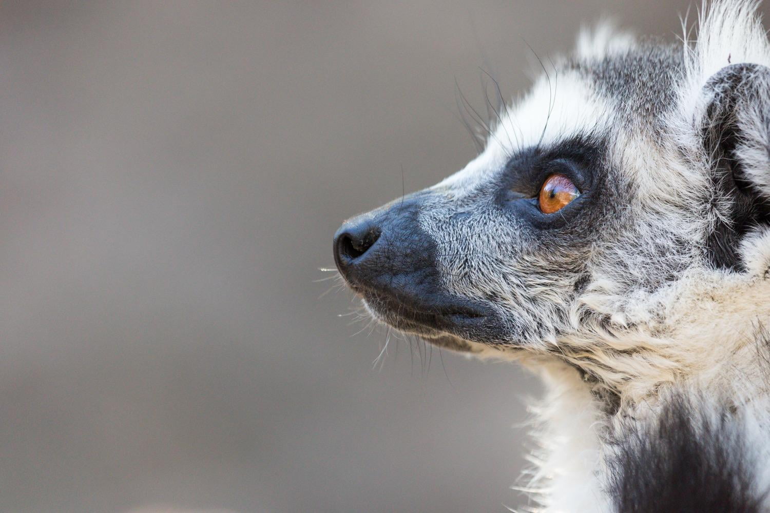 Madagascar Indri